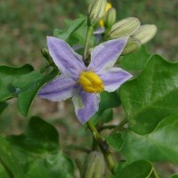 Solanum tuberosum L.